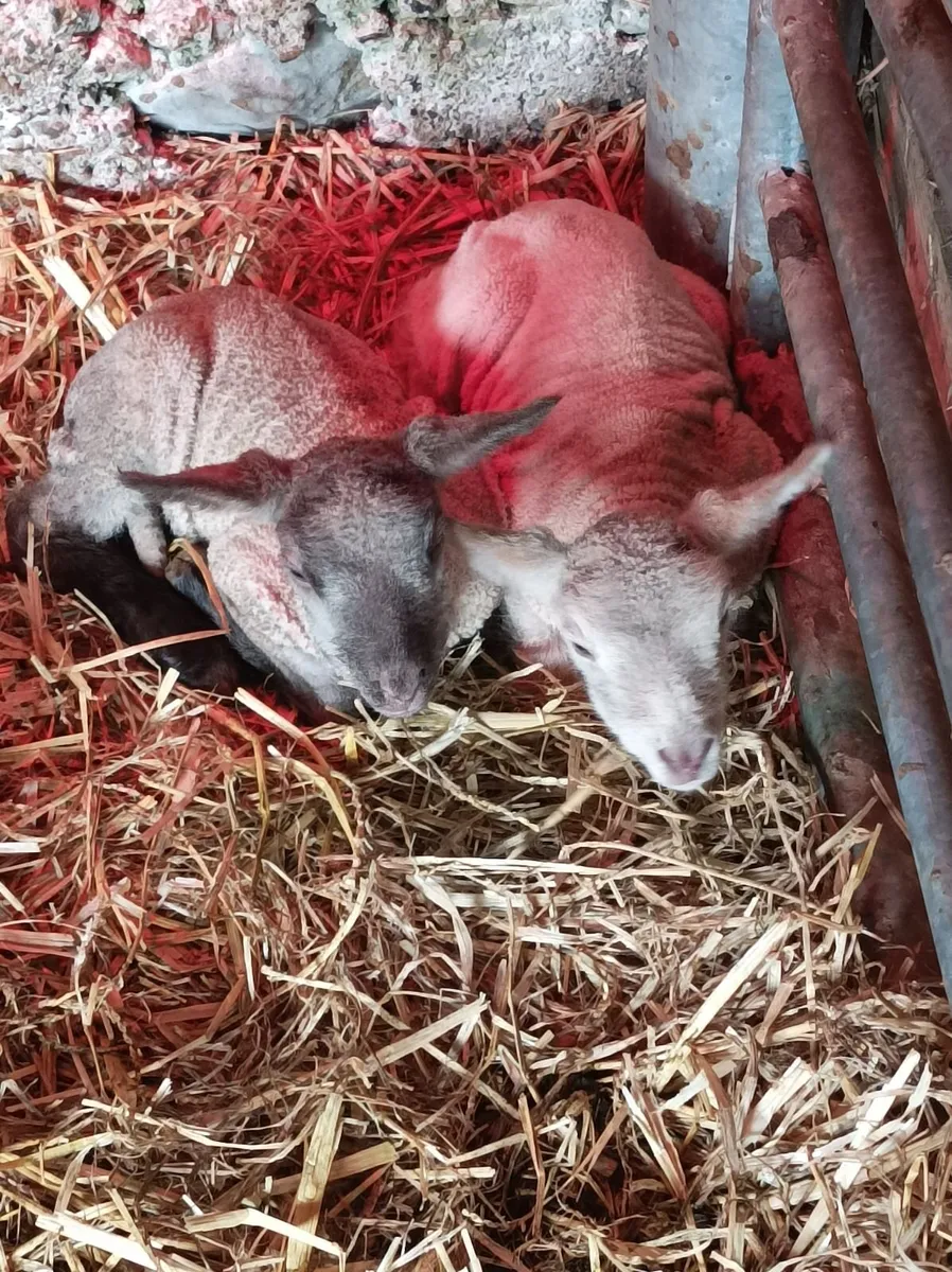 Foster / pet Lambs - Image 1