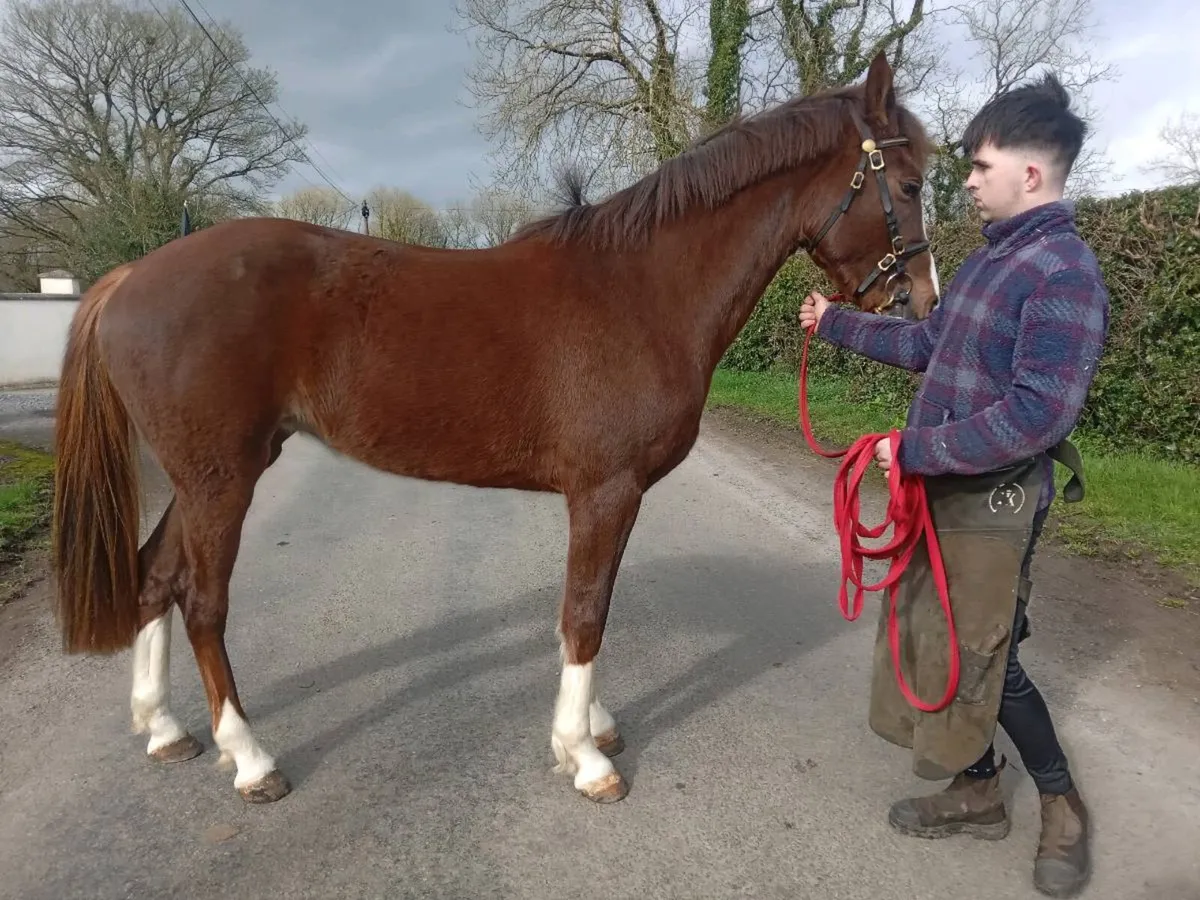 Irish Sports horse - Image 3
