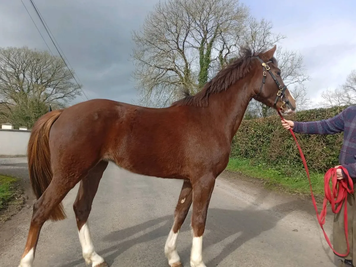 Irish Sports horse - Image 4