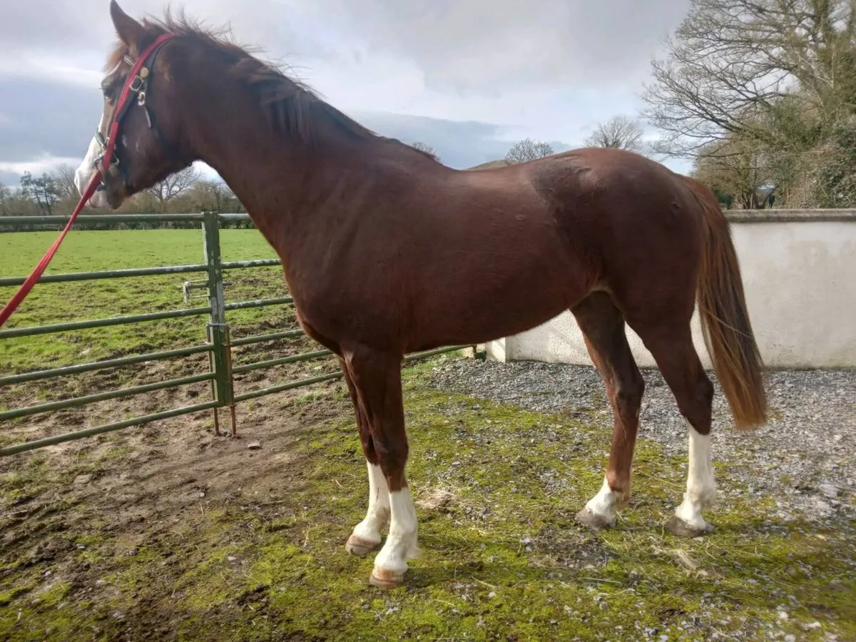 Irish Sports horse - Image 1