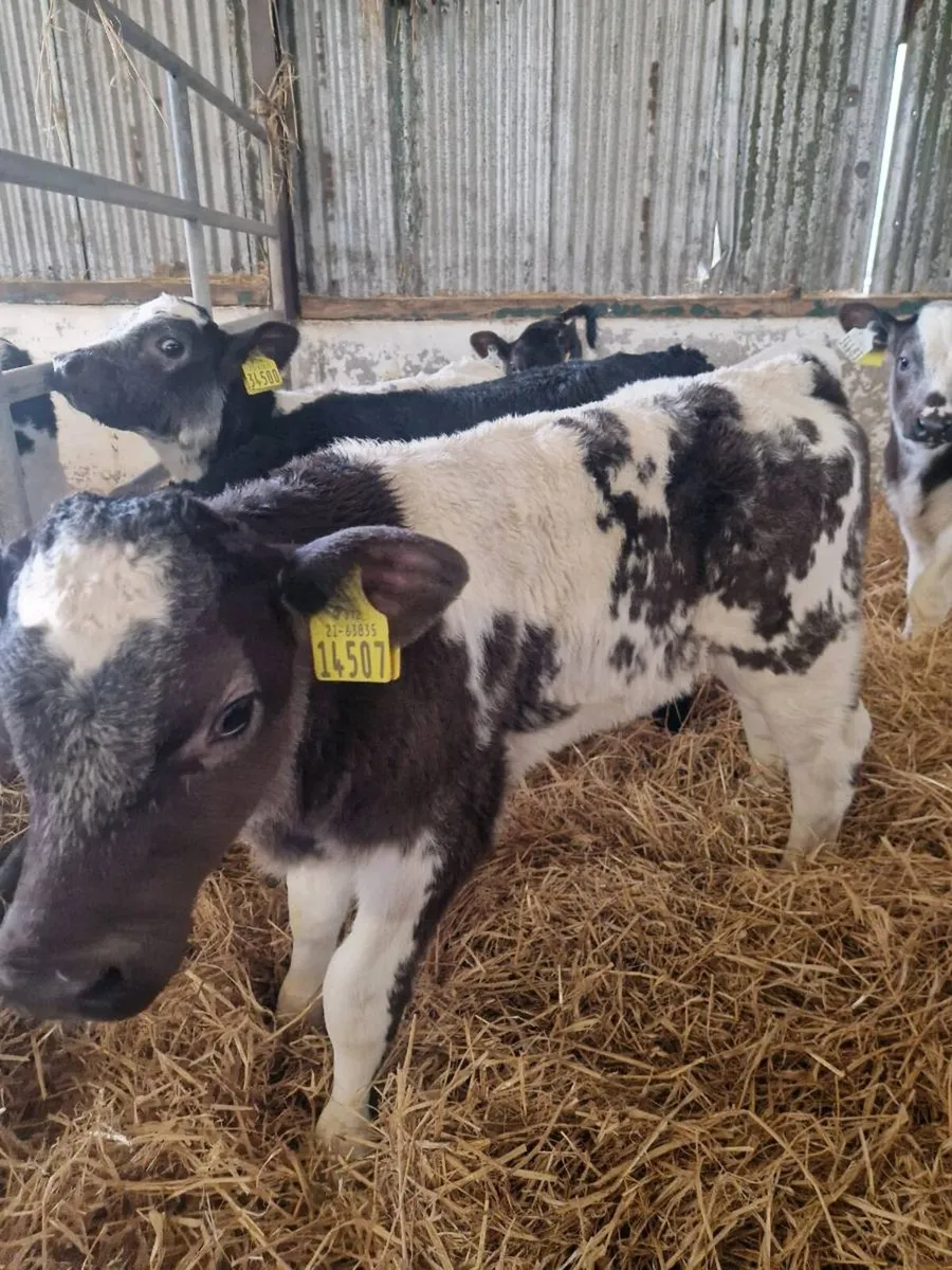 40 BB CALVES - Image 3