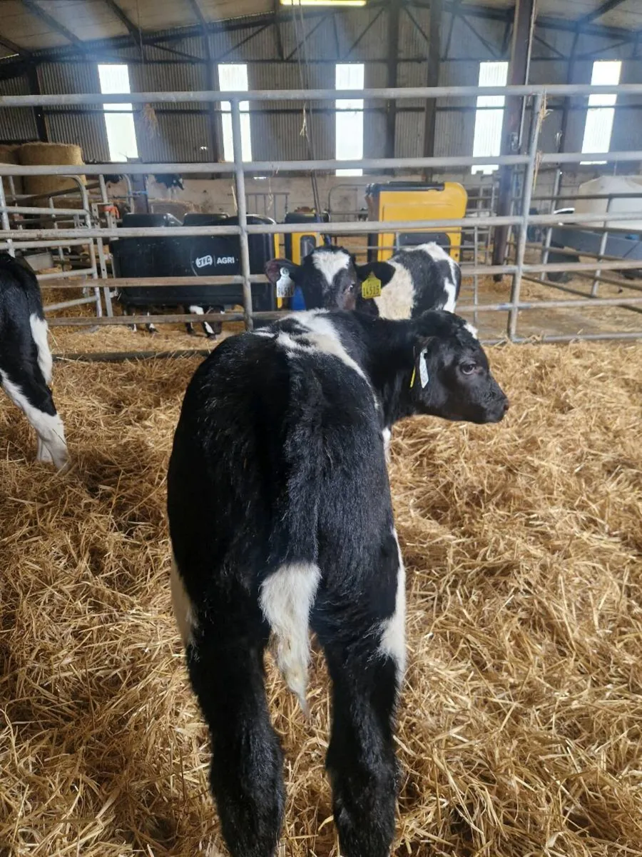 40 BB CALVES - Image 2