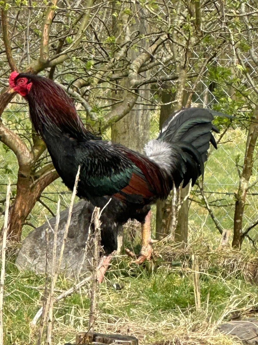 Rooster - Image 4