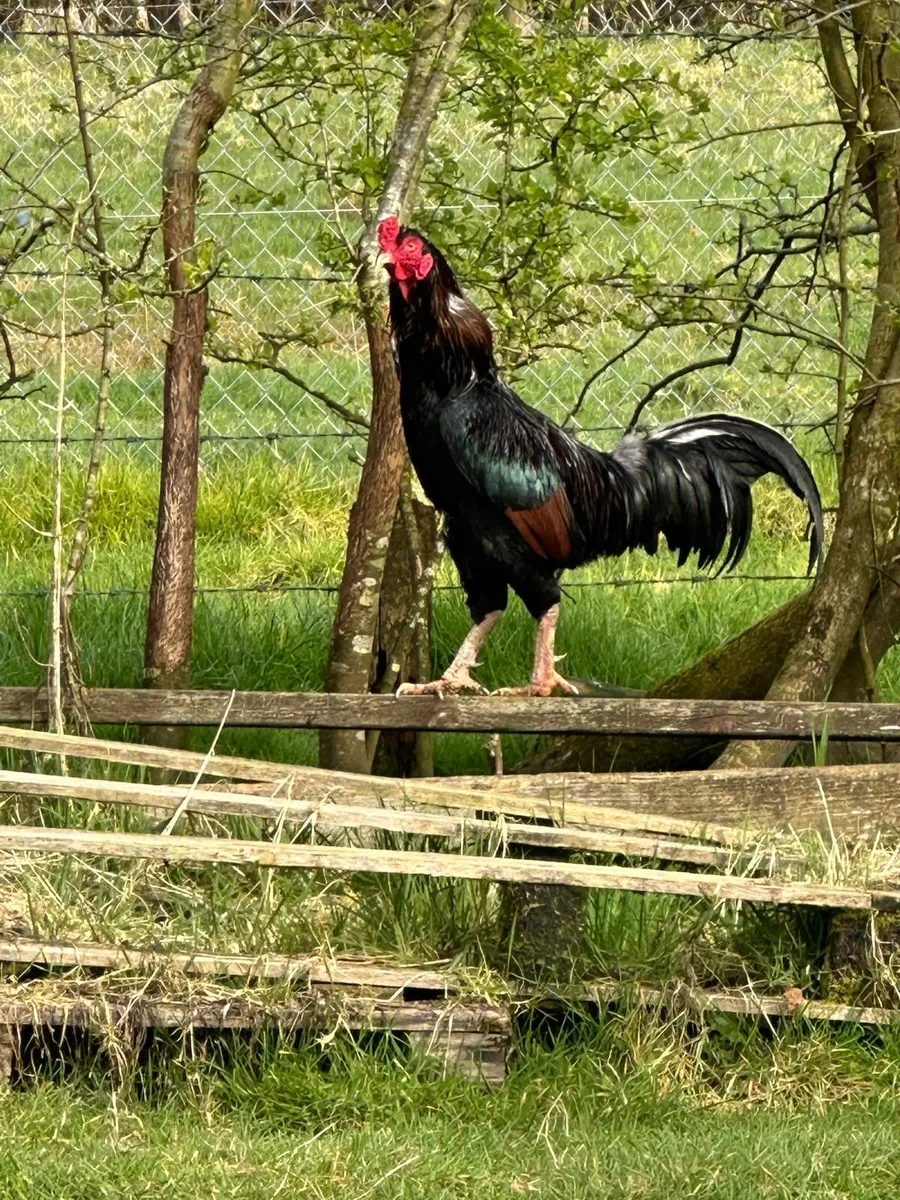 Rooster - Image 2