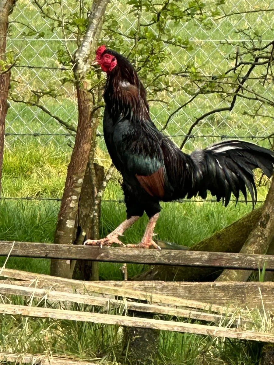 Rooster - Image 1