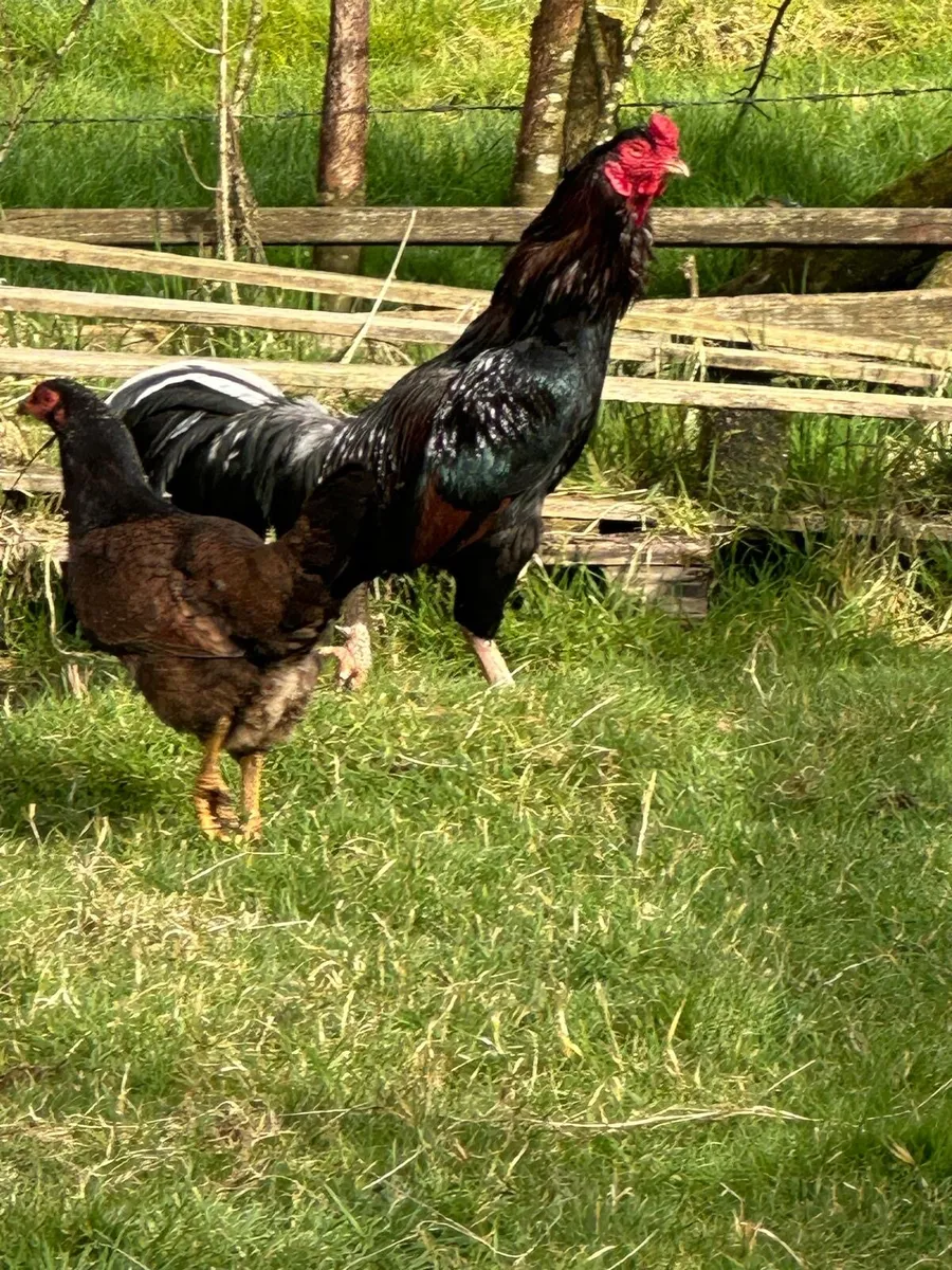 Rooster - Image 3