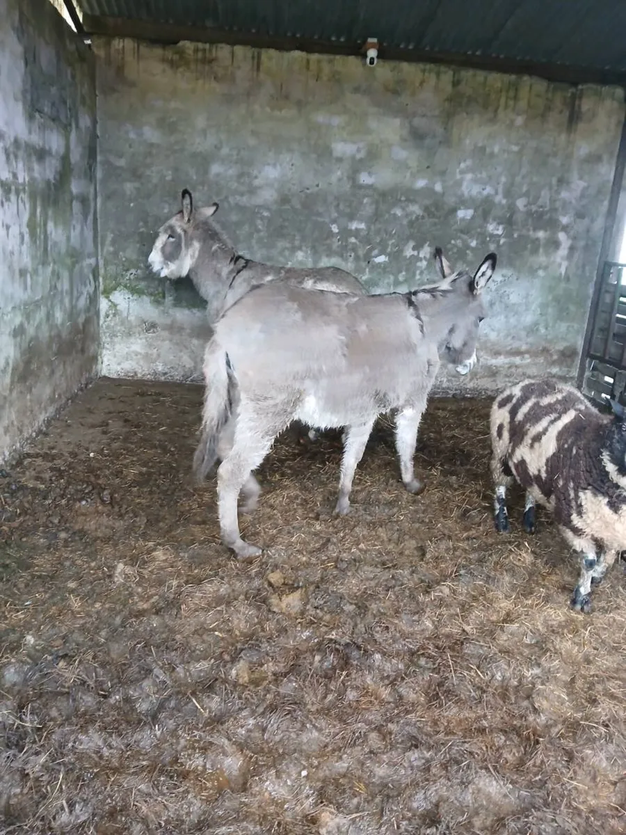 Mare and jack donkeys (3) in total - Image 1