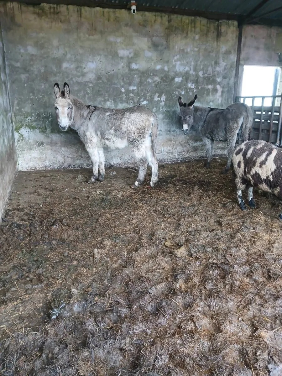 Mare and jack donkeys (3) in total - Image 2