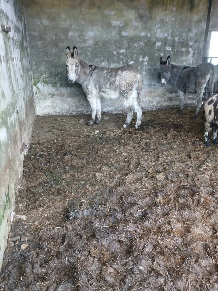 Mare and jack donkeys (3) in total - Image 3