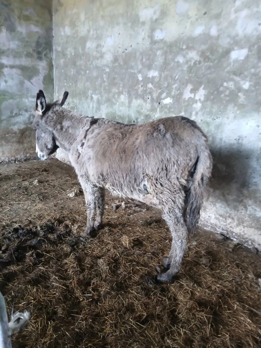 Mare and jack donkeys (3) in total - Image 4