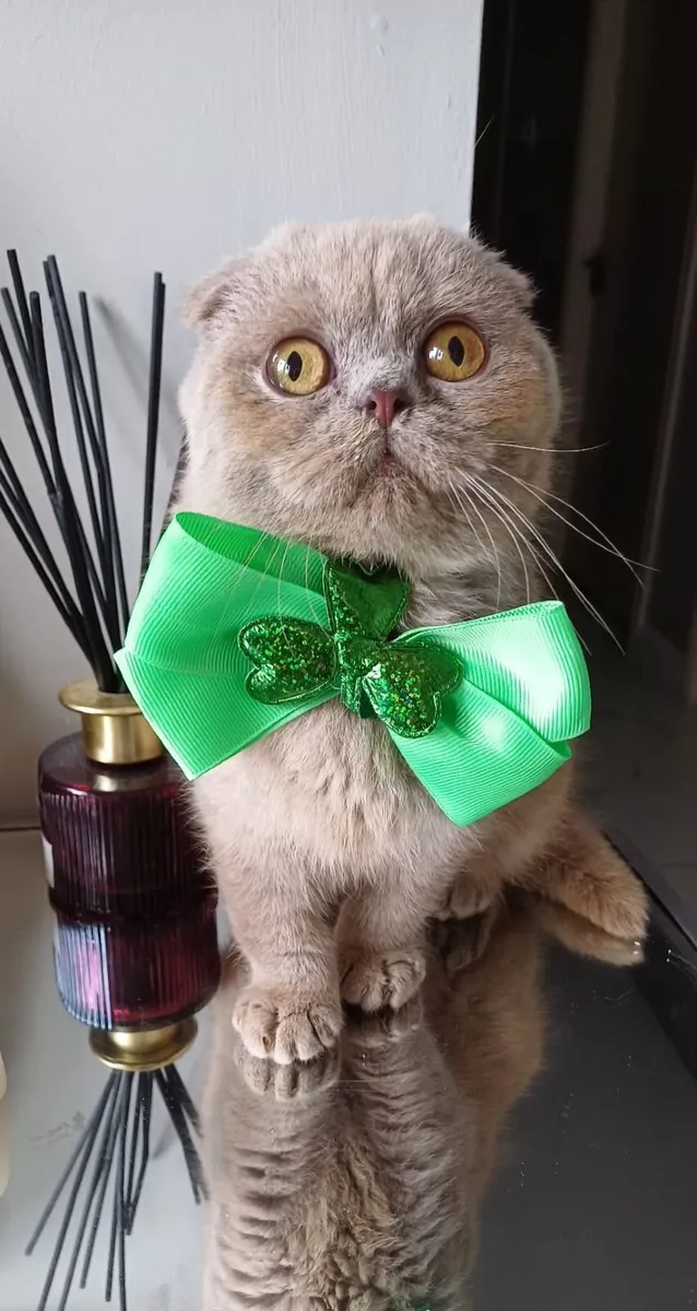 Amazing Purebred Scottish and British shorthair ki - Image 1