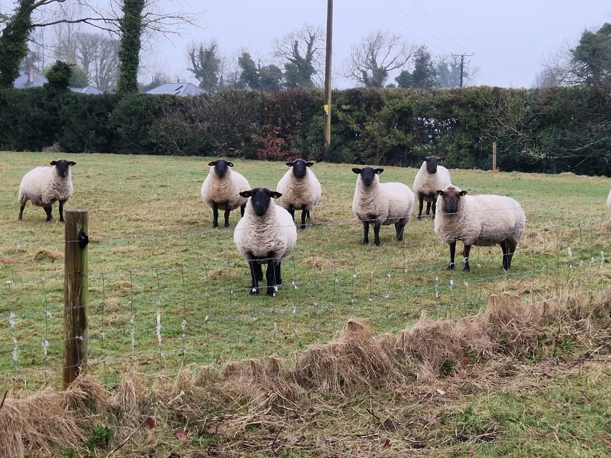 SUFFOLK & SUFFOLK CROSS  IN-LAMB EWES - Image 1