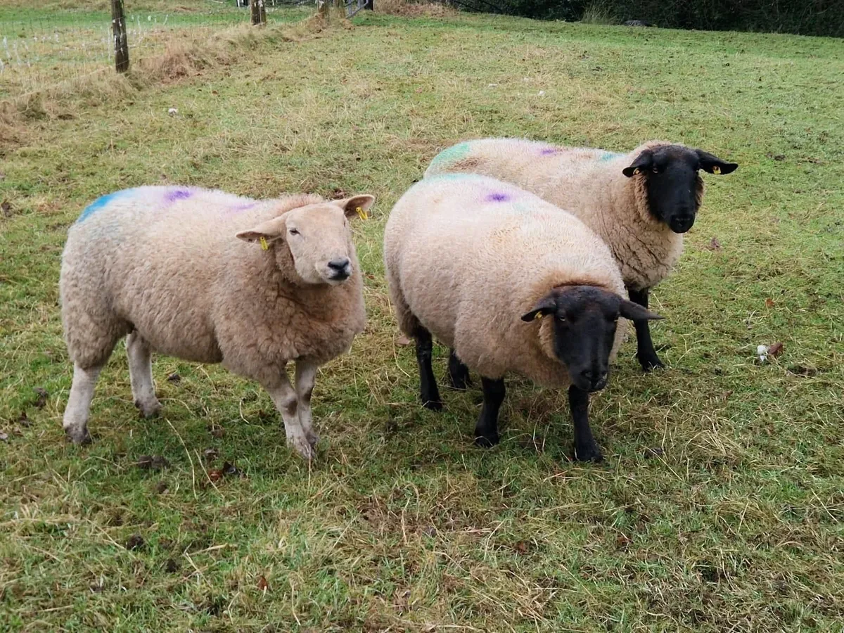 SUFFOLK & SUFFOLK CROSS  IN-LAMB EWES - Image 4
