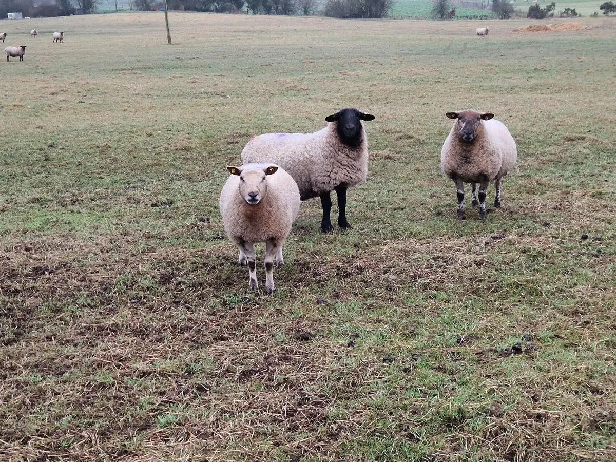 SUFFOLK & SUFFOLK CROSS  IN-LAMB EWES - Image 3