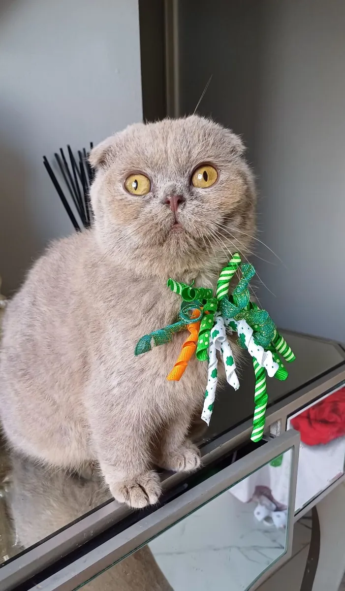 Amazing Purebred Scottish and British shorthair ki - Image 2