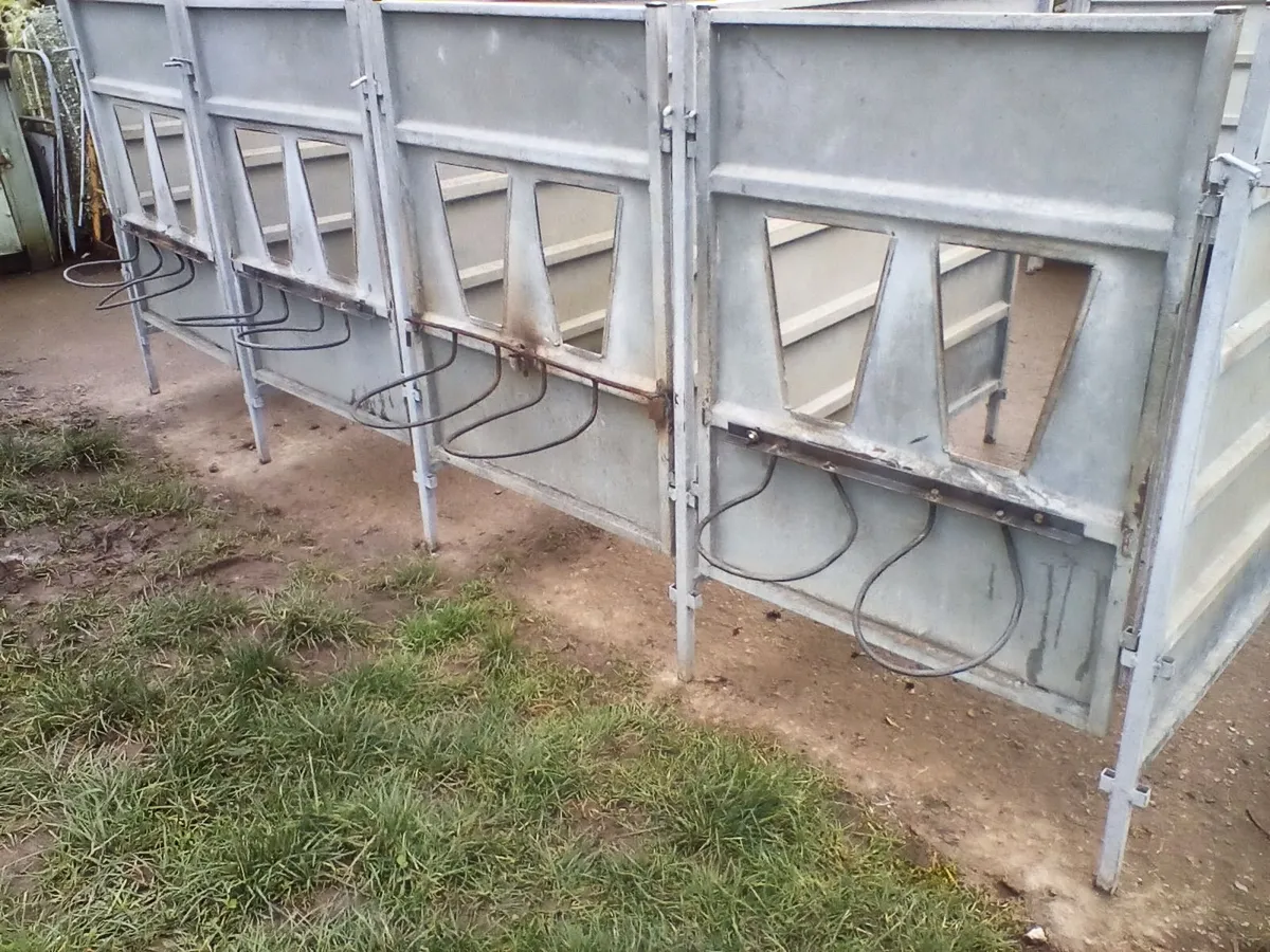 Single calf pens with slats - Image 3