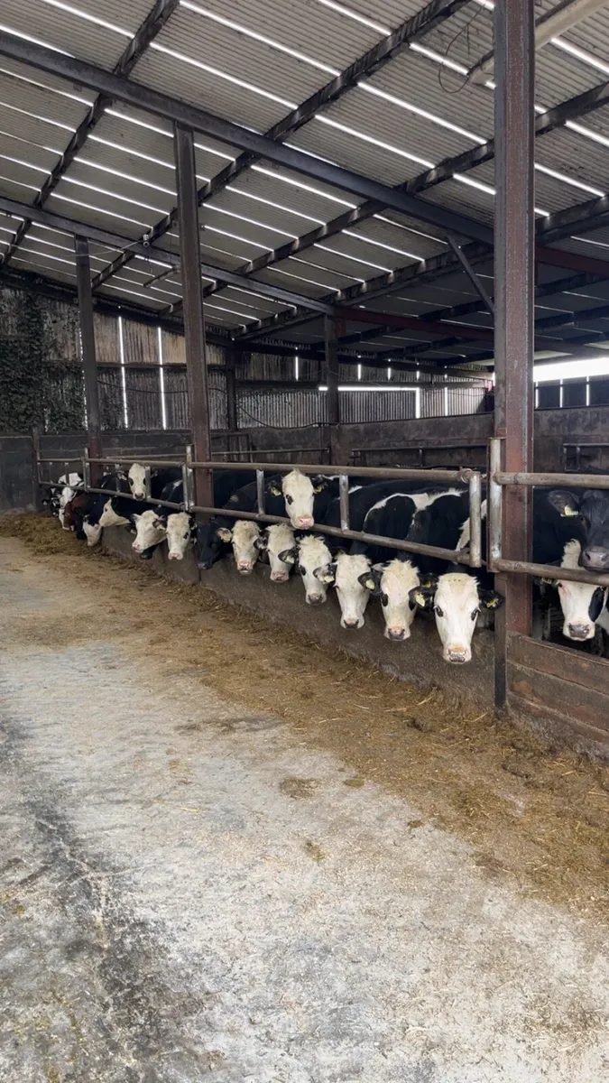 43 lovely weanlings 340kgs - Image 1