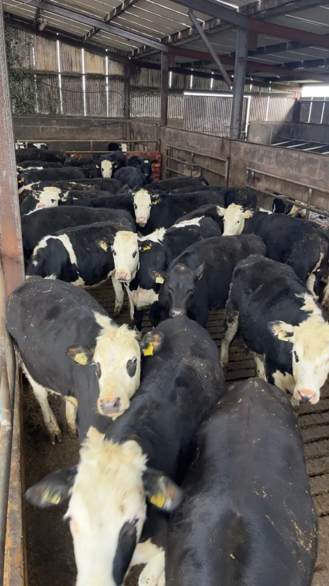 43 lovely weanlings 340kgs - Image 2