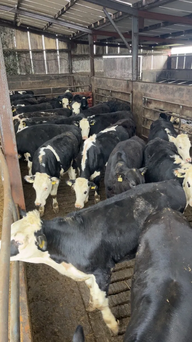 43 lovely weanlings 340kgs - Image 3