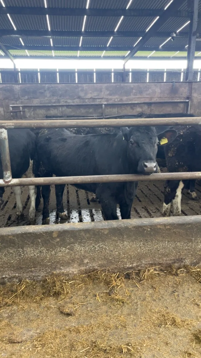 43 lovely weanlings 340kgs - Image 4