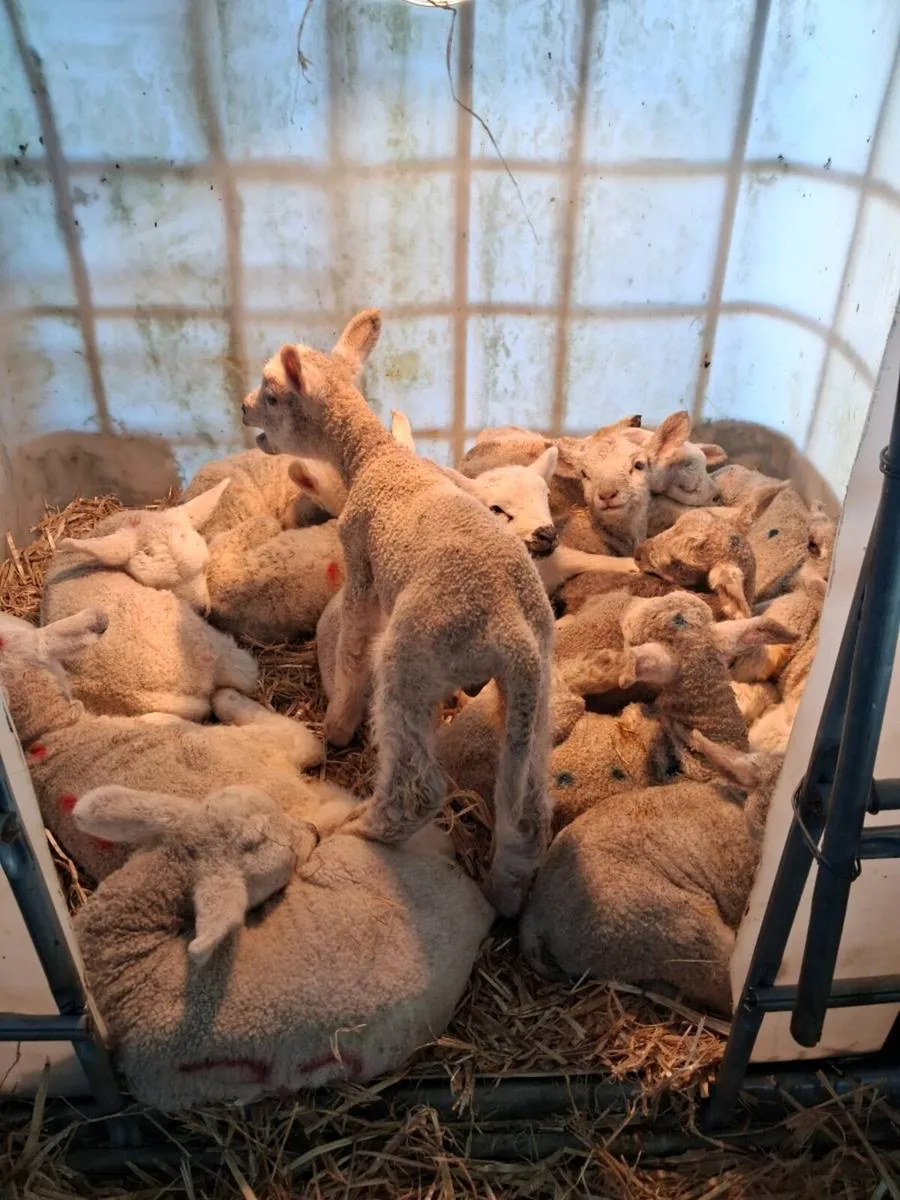 Pet Lambs for sale