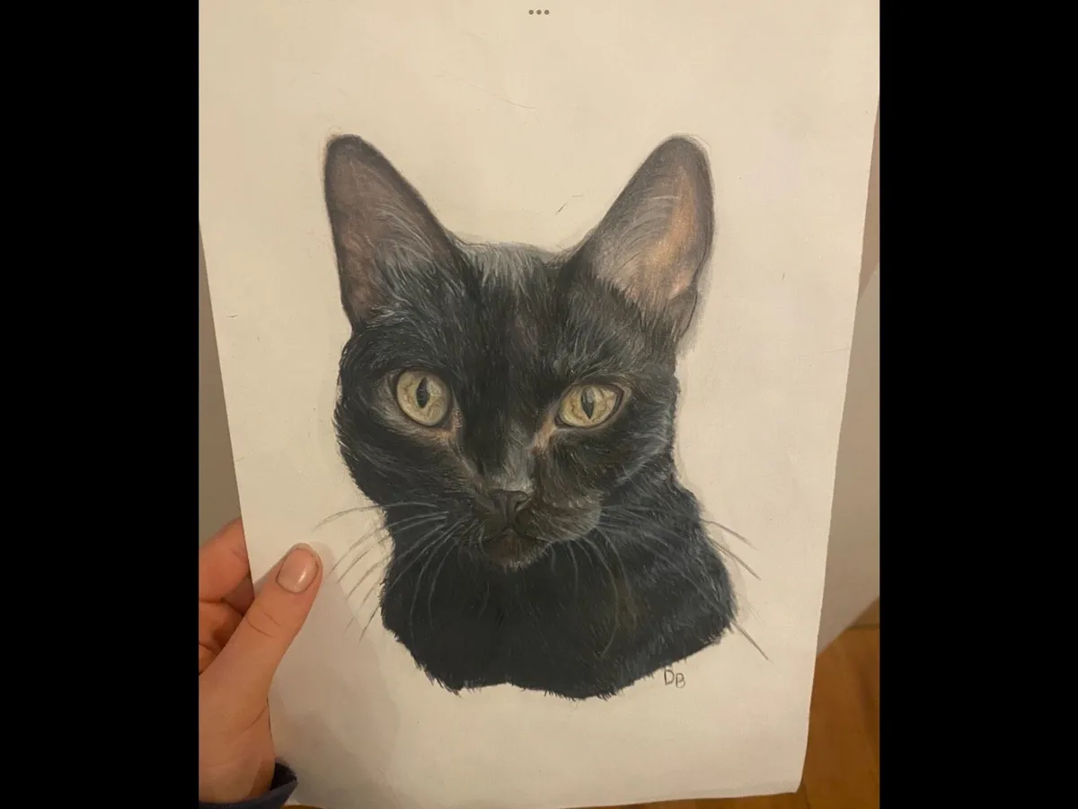 Pet portraits - Image 2