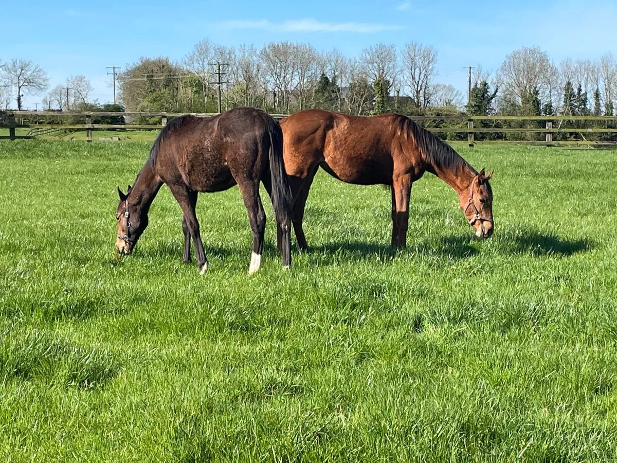 Horse retirement  ? We can help - Image 2