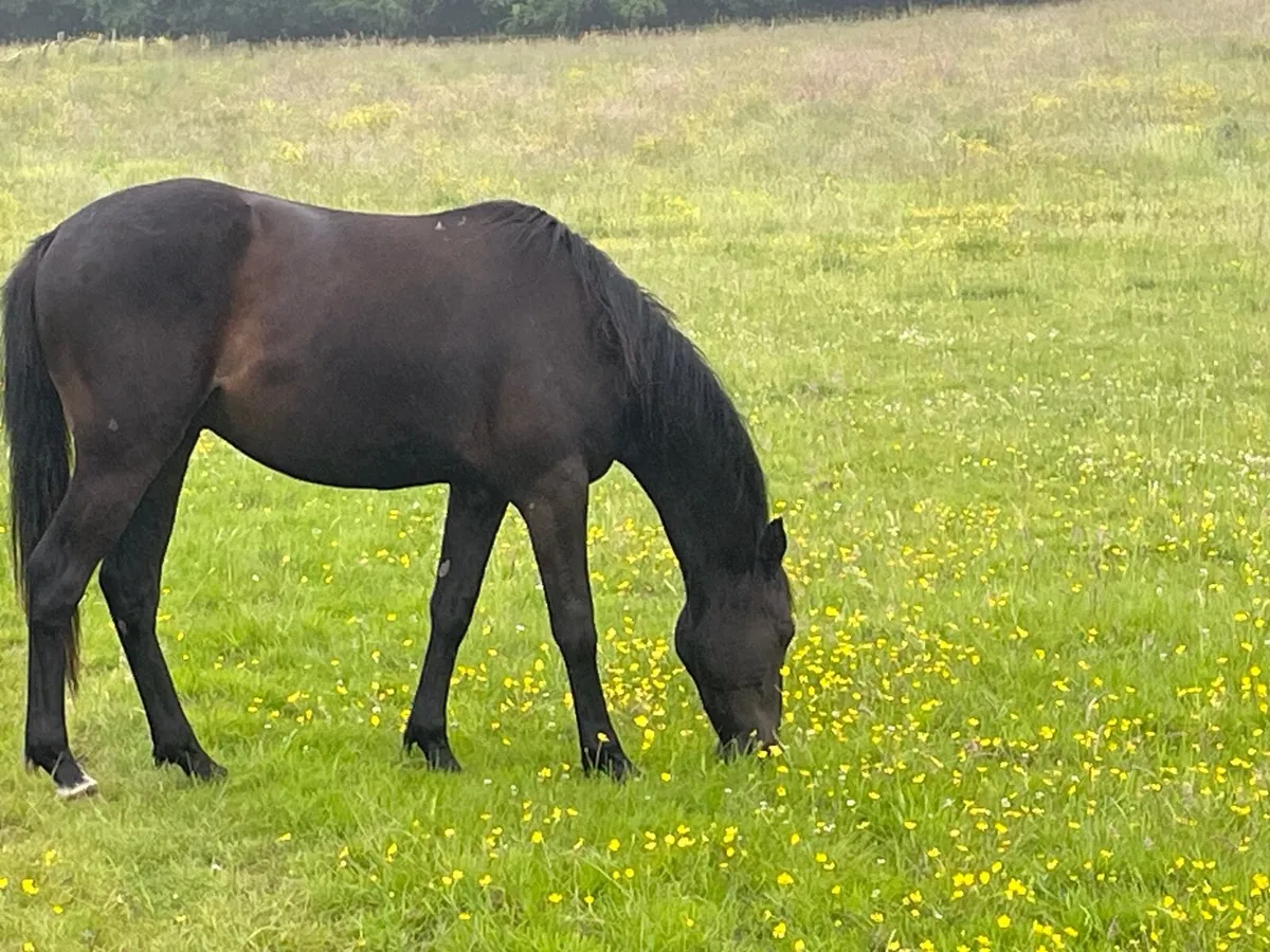 Horse retirement  ? We can help - Image 3