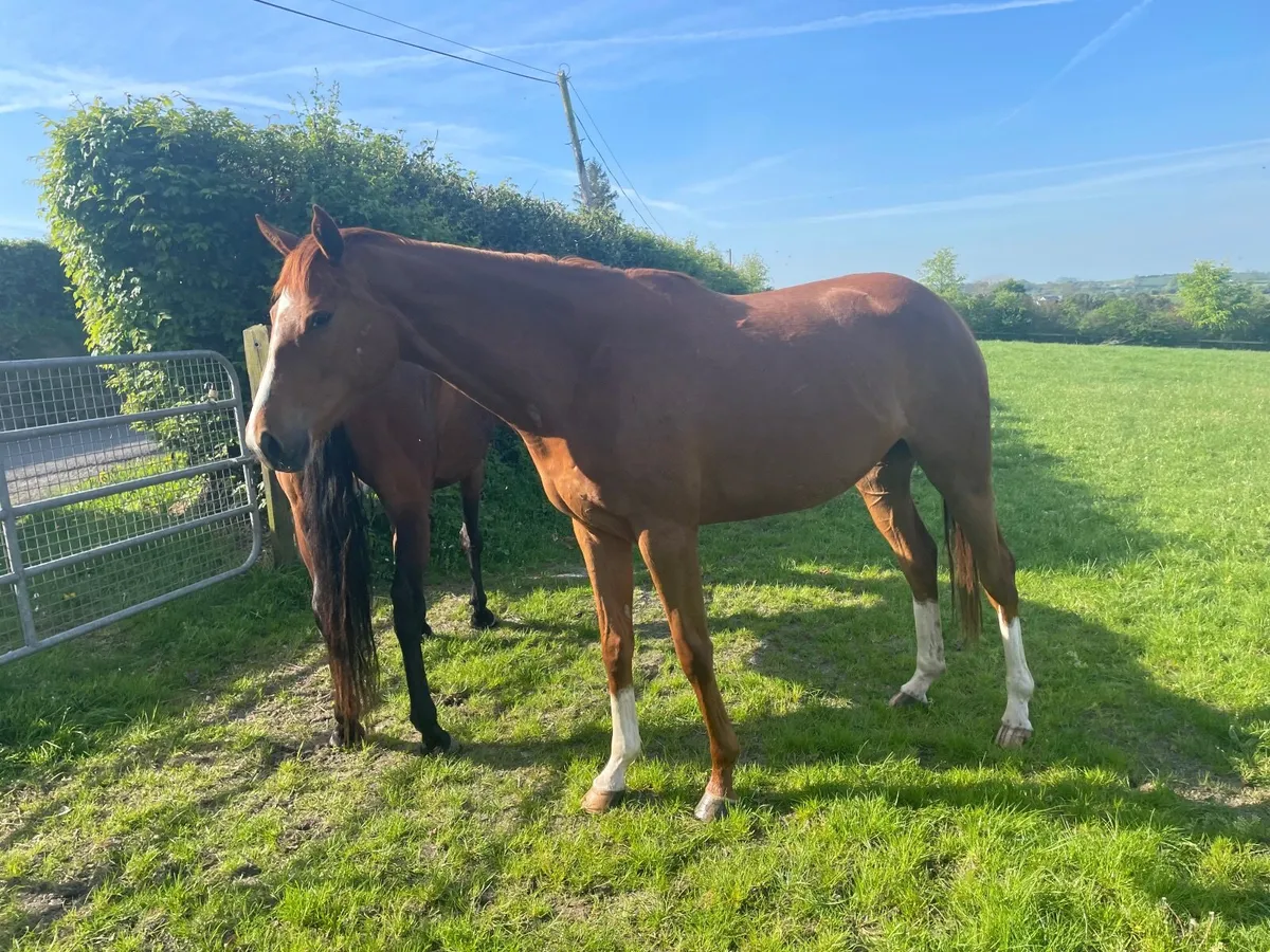Horse retirement  ? We can help - Image 4