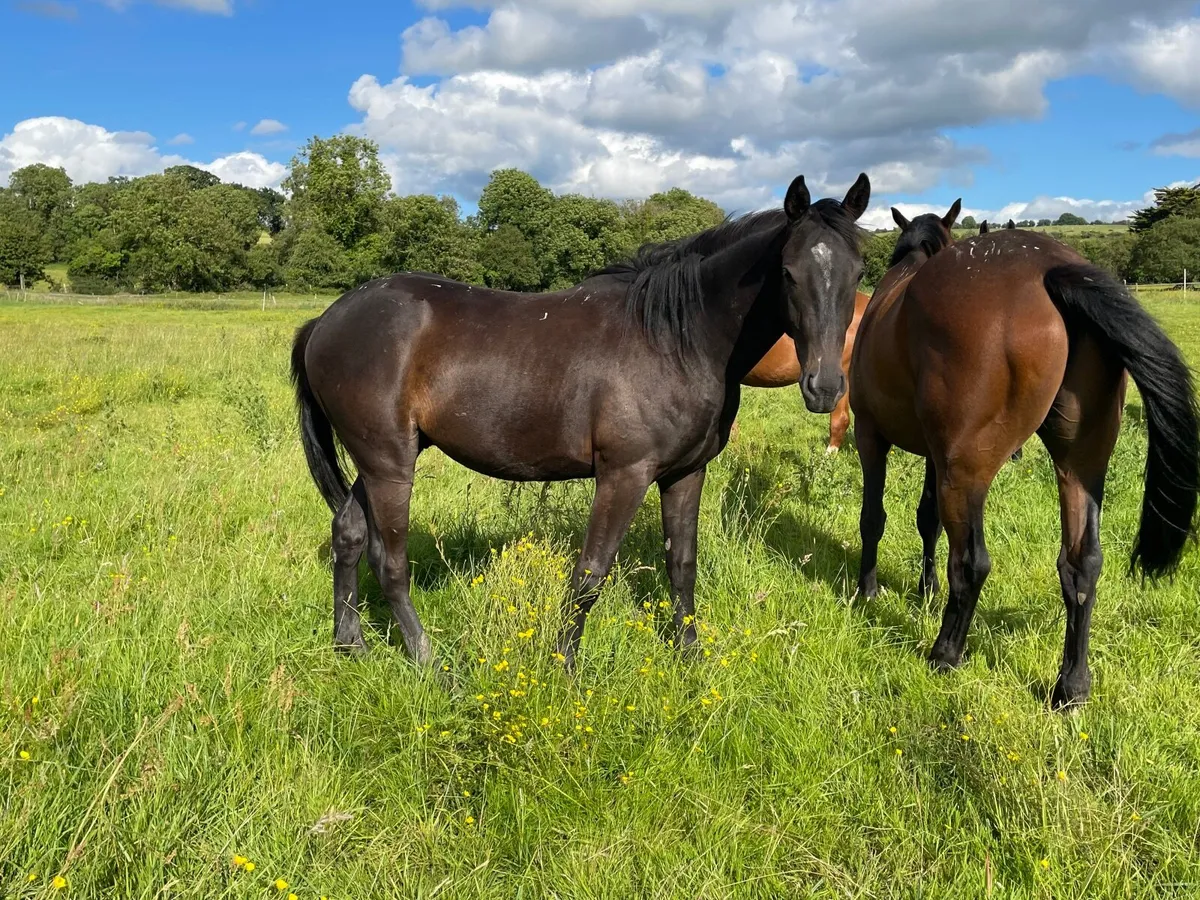 Horse retirement  ? We can help - Image 1