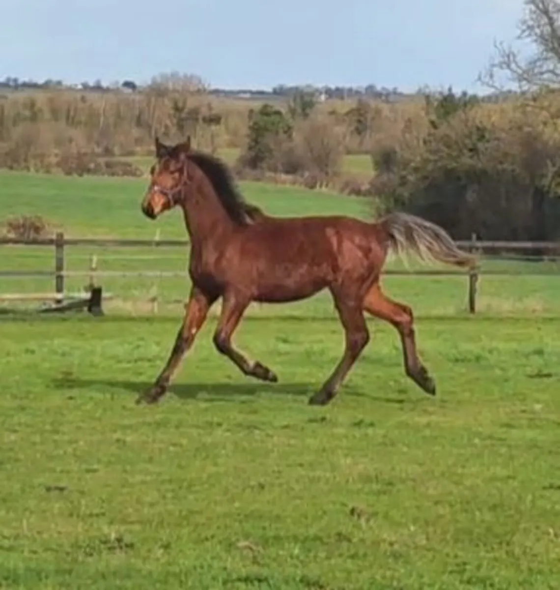 Ish yearling colt - Image 1