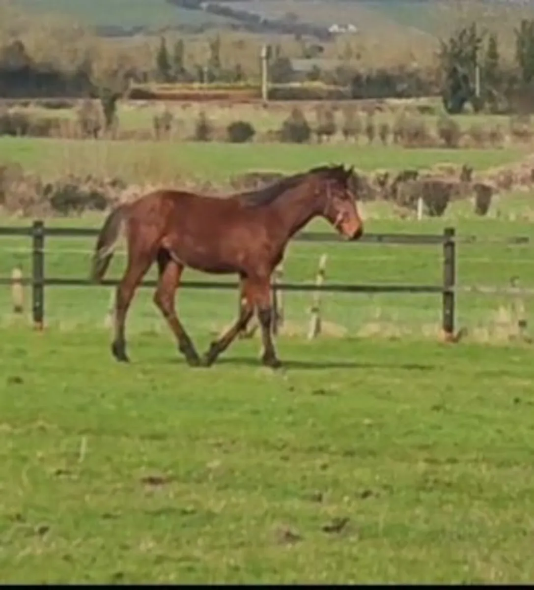Ish yearling colt - Image 3