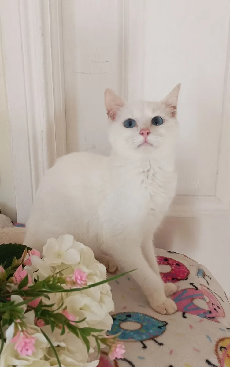 Van kittens,♥️🤍♥️ - Image 3