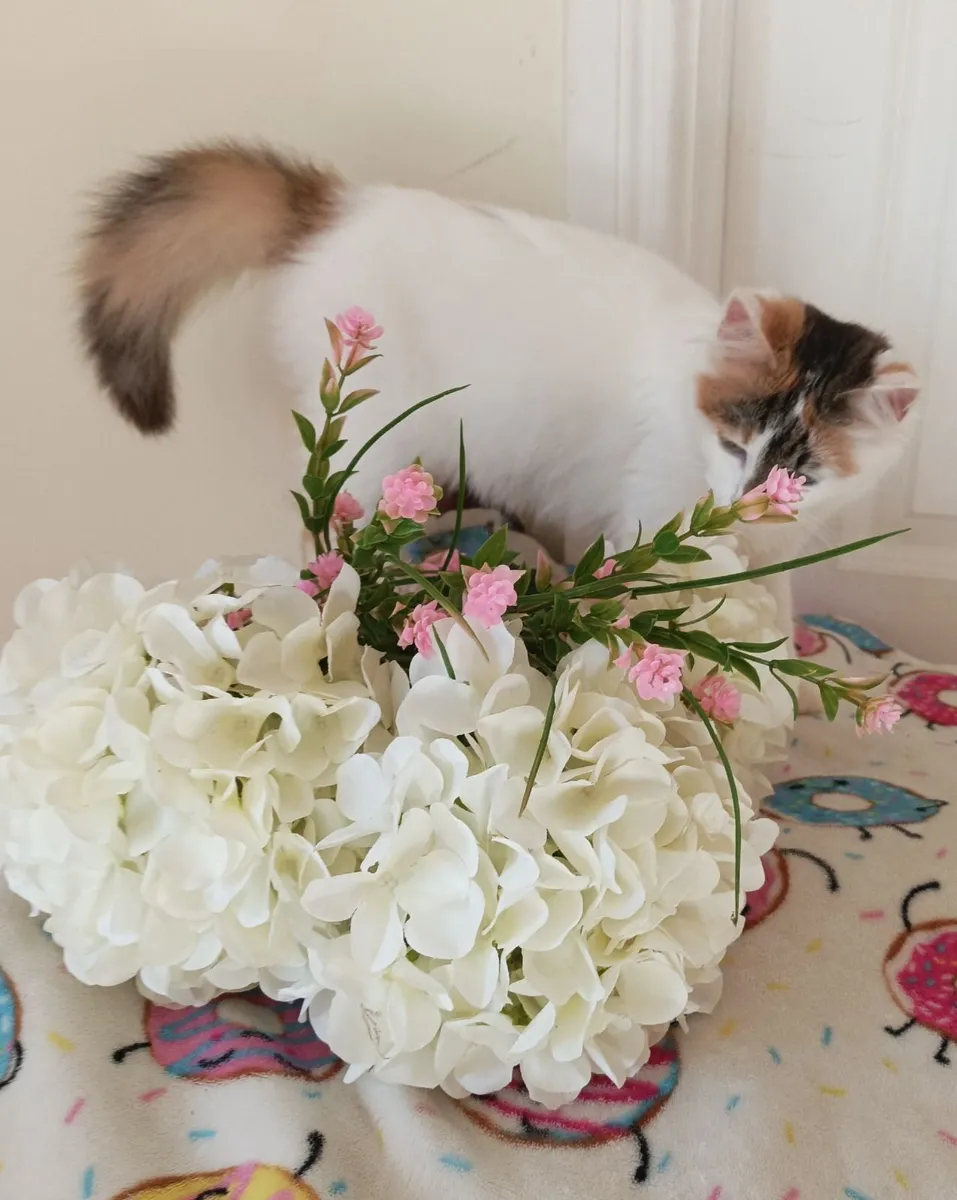 Van kittens,♥️🤍♥️ - Image 1