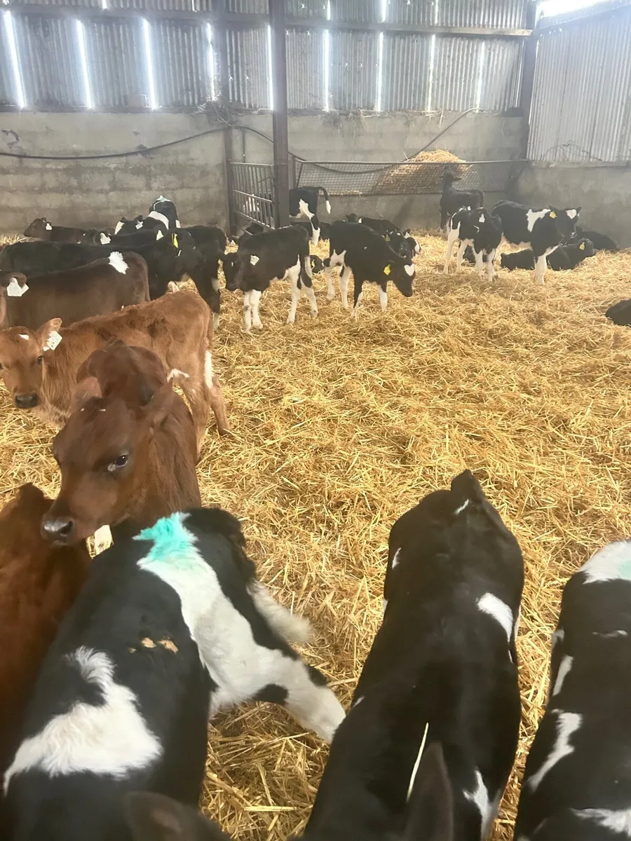 Dairy heifer calves - Image 1