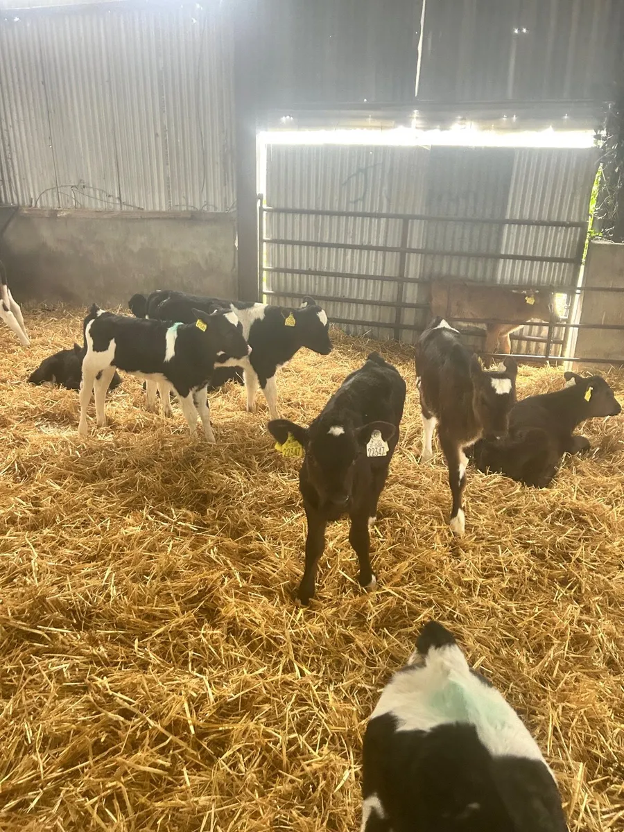 Dairy heifer calves - Image 2