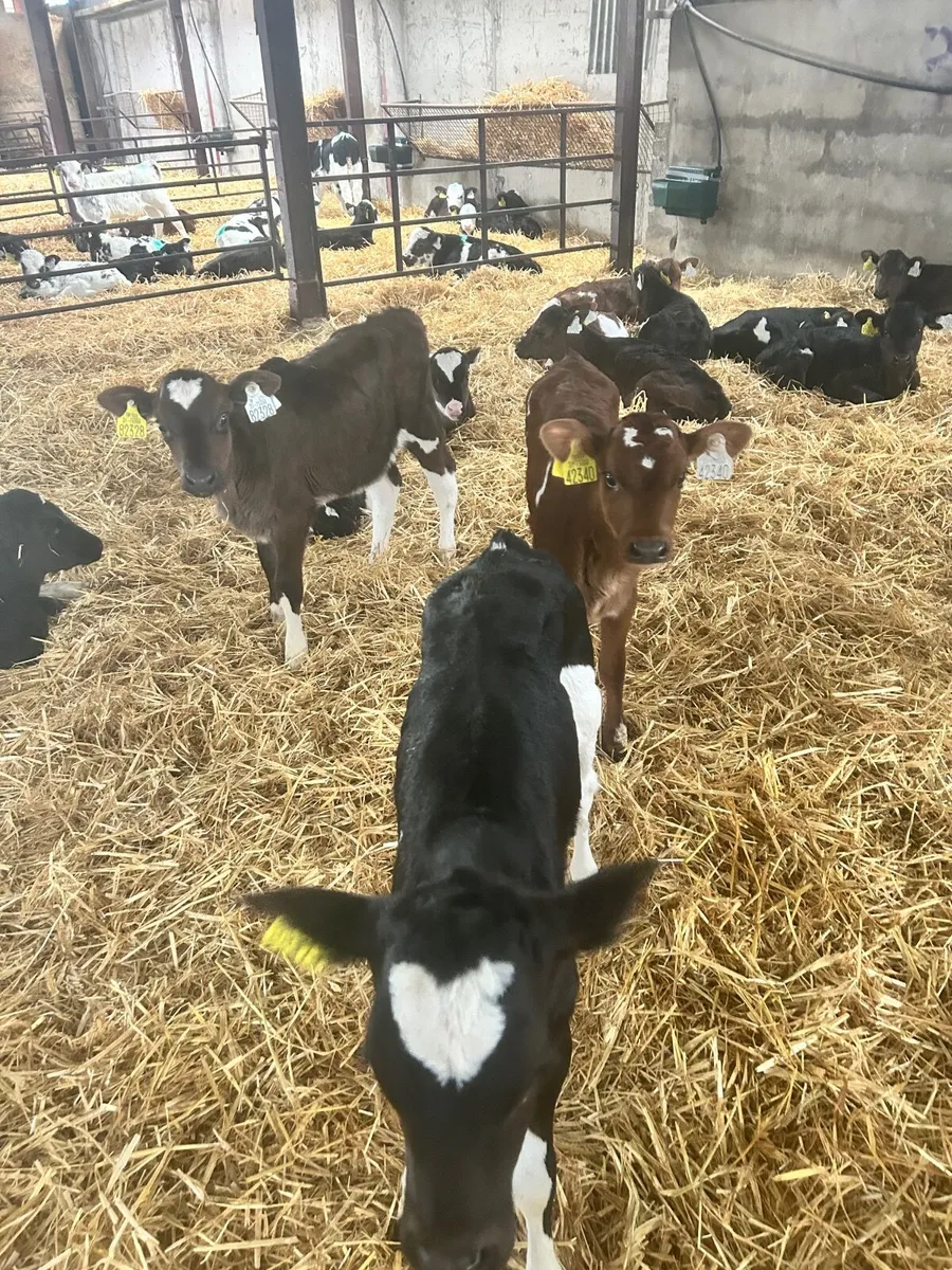 Dairy heifer calves - Image 3