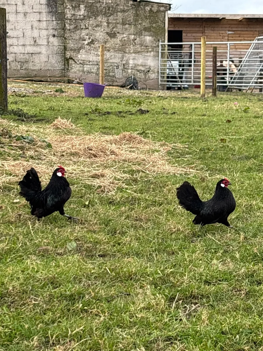 Rosecomb bantams - Image 1