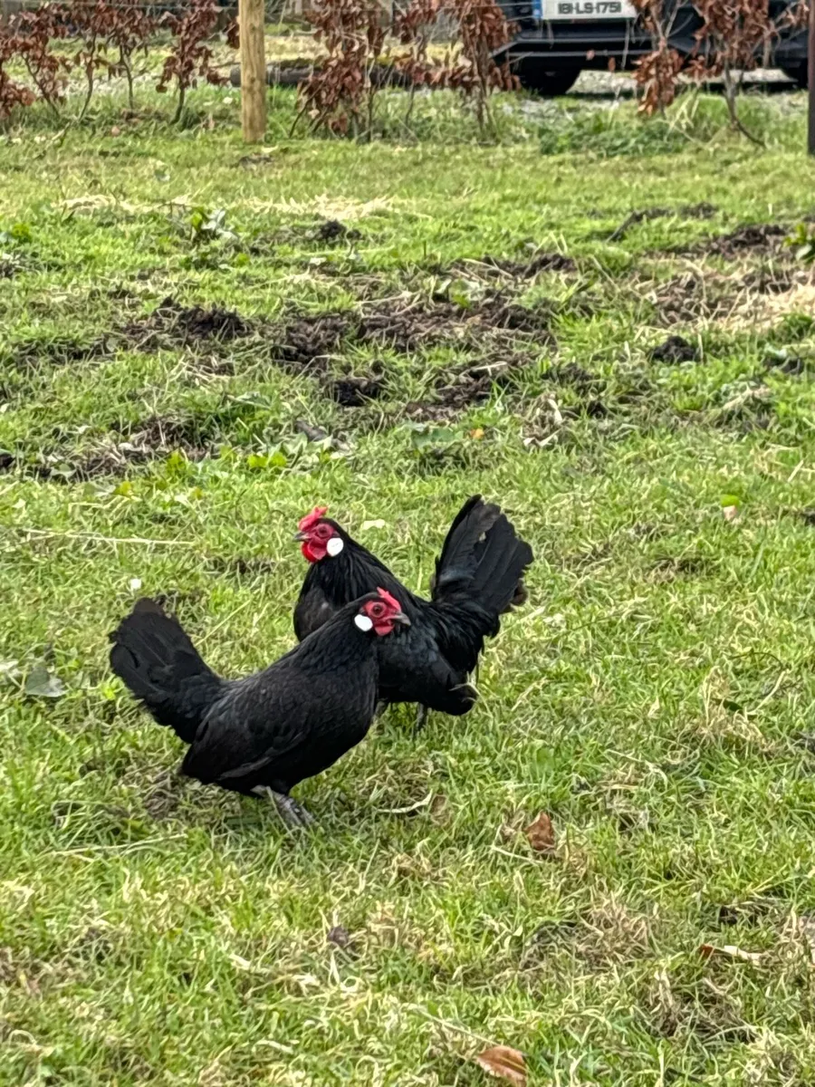 Rosecomb bantams - Image 2