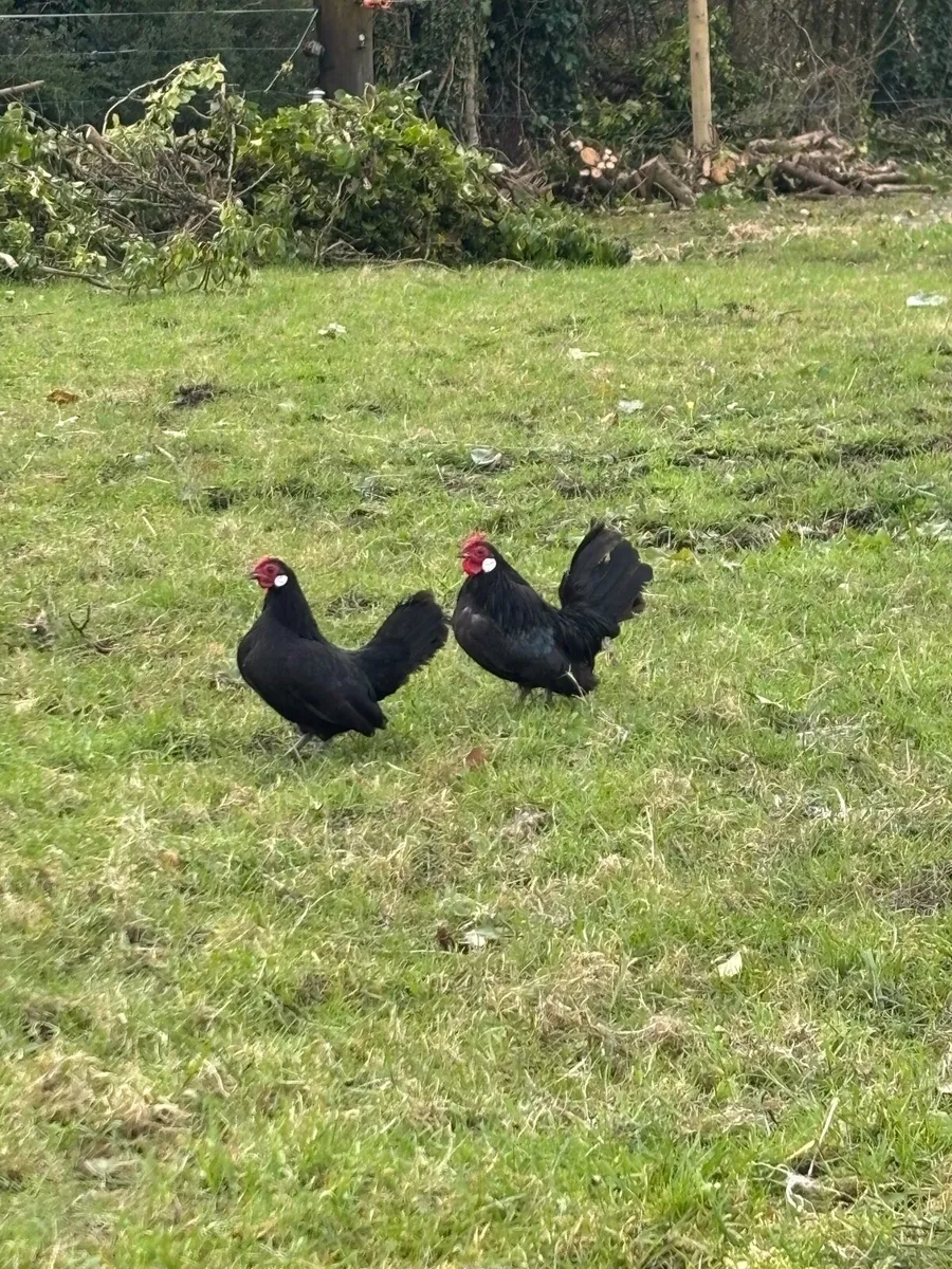 Rosecomb bantams - Image 3