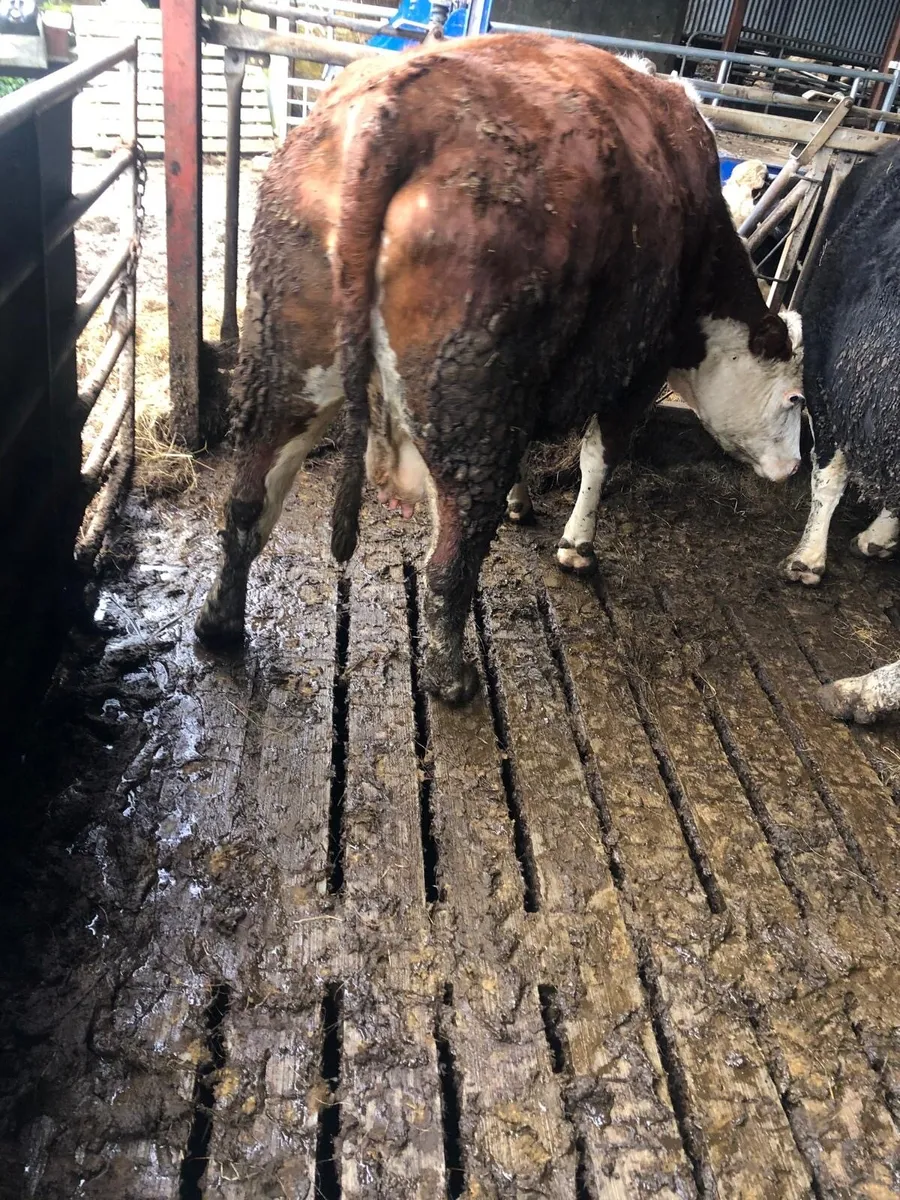 Suckler cow - Image 2