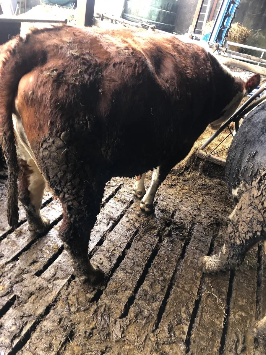 Suckler cow - Image 3