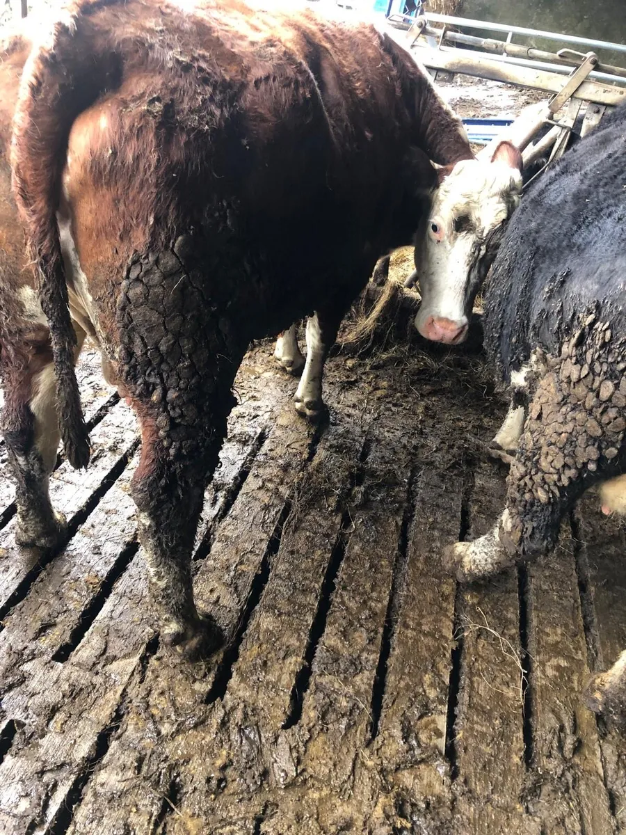 Suckler cow - Image 1