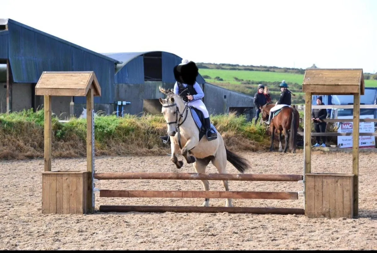 12hh Dun jumping pony 14yo mare ideal kids pony - Image 1