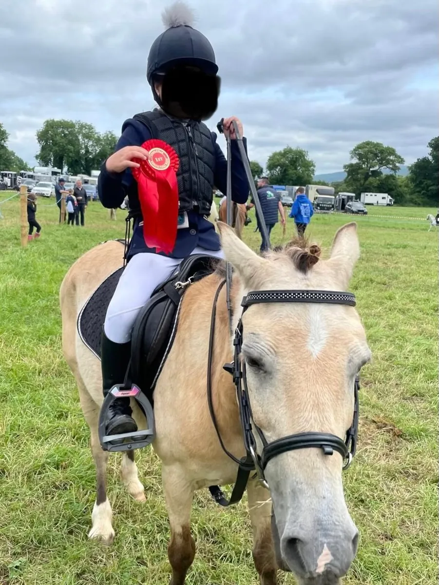12hh Dun jumping pony 14yo mare ideal kids pony - Image 2