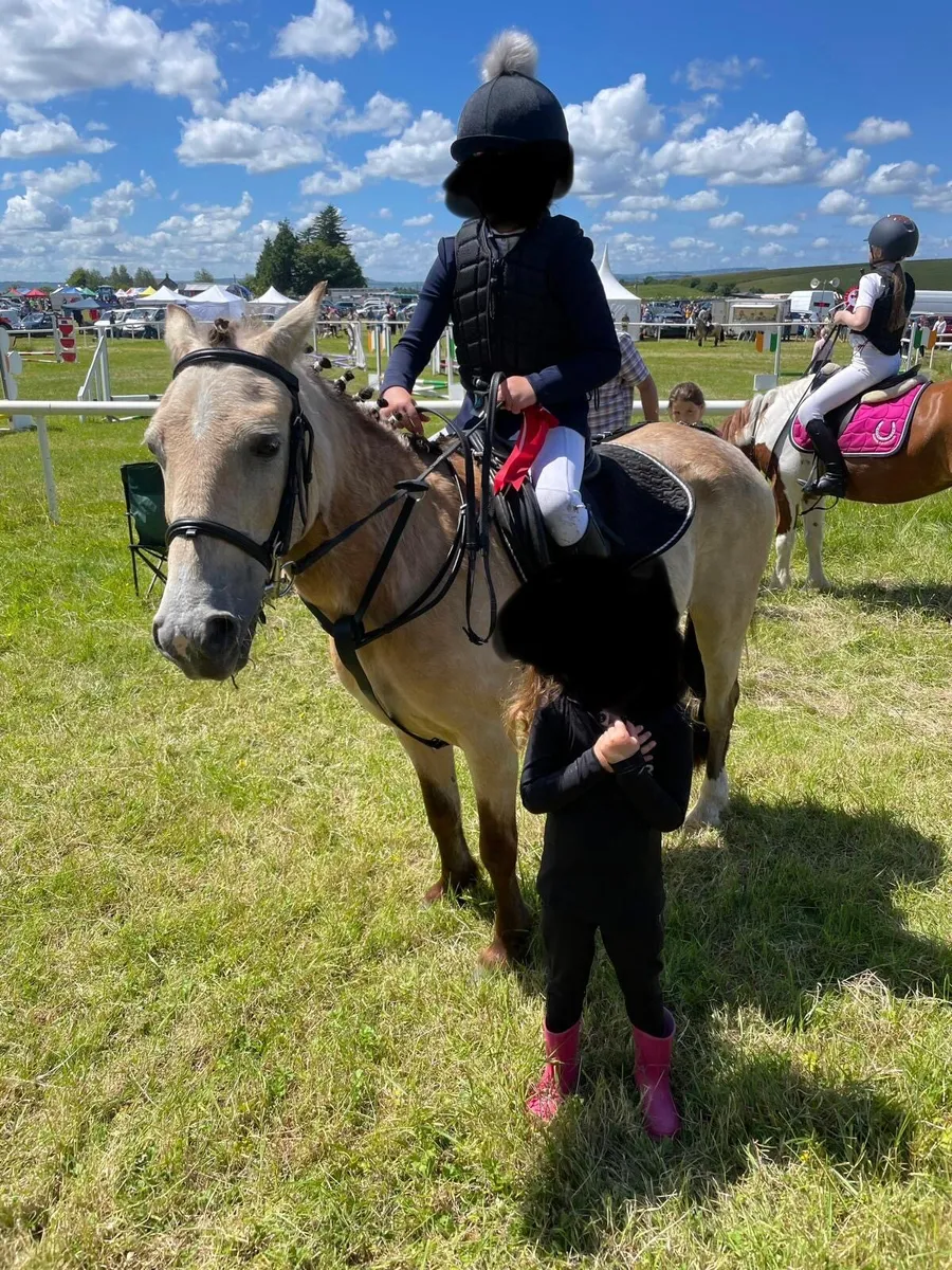 12hh Dun jumping pony 14yo mare ideal kids pony - Image 3