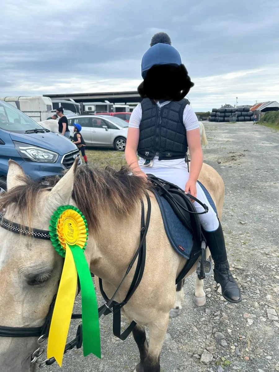 12hh Dun jumping pony 14yo mare ideal kids pony - Image 4