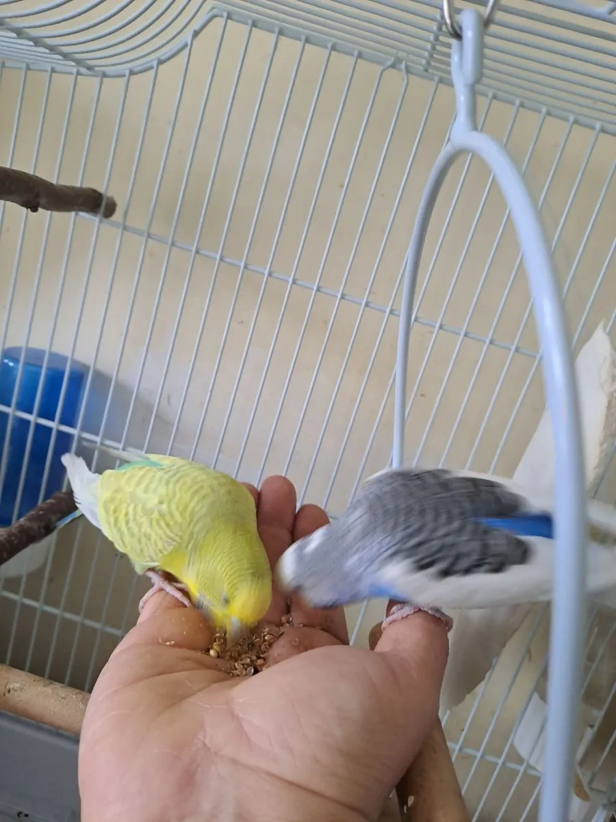 2 male Budgies and cage
