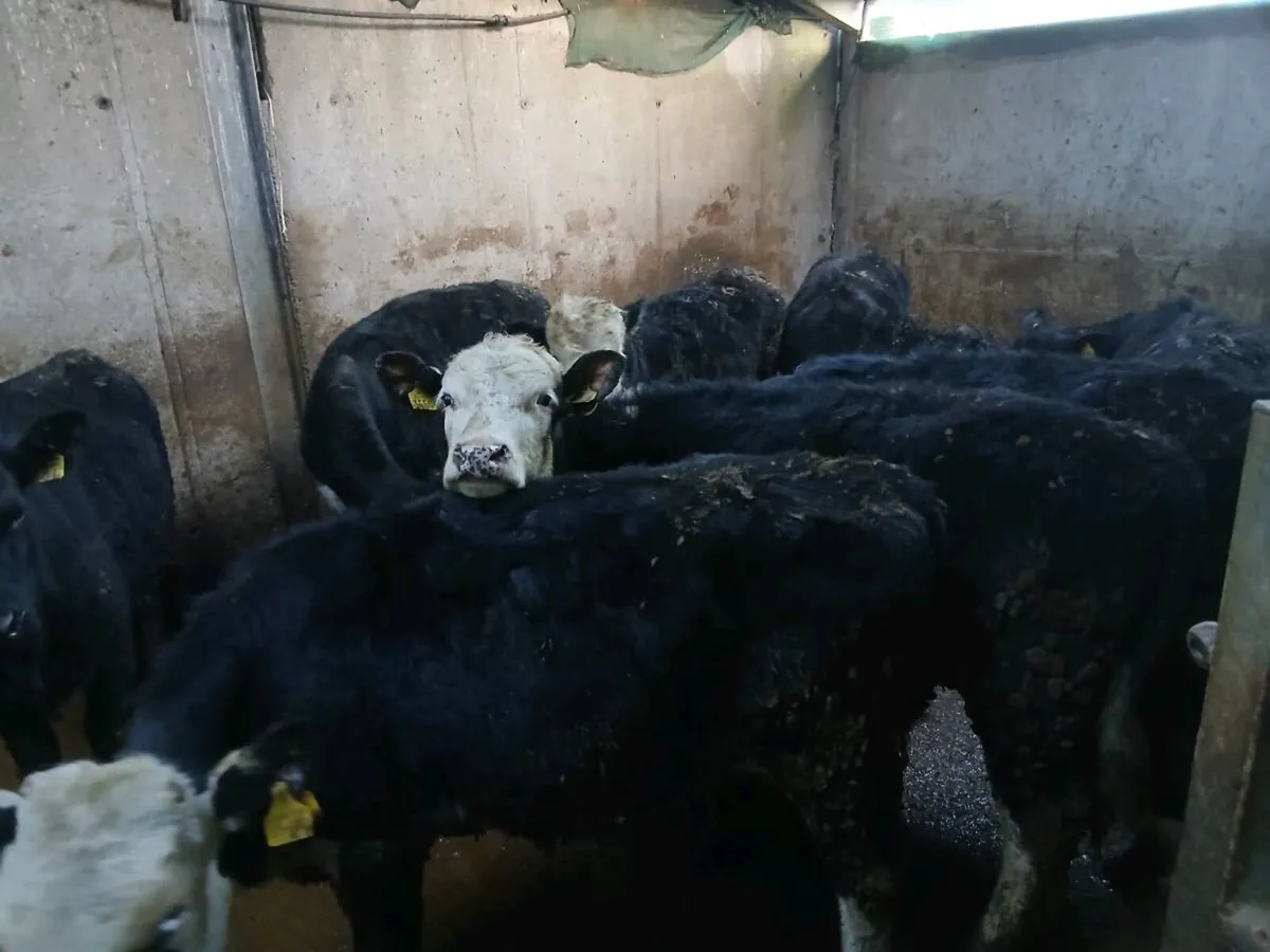 Aberdeen Angus and Hereford weanlings - Image 1