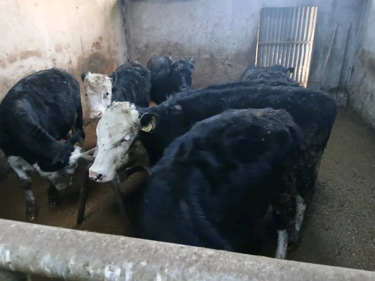 Aberdeen Angus and Hereford weanlings - Image 3